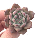 Echeveria 'Gold Peach' 1"-2" Succulent Plant