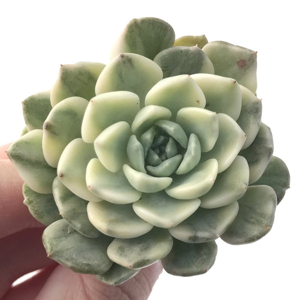 Echeveria 'Tinker Bell' Variegated 2" Succulent Plant