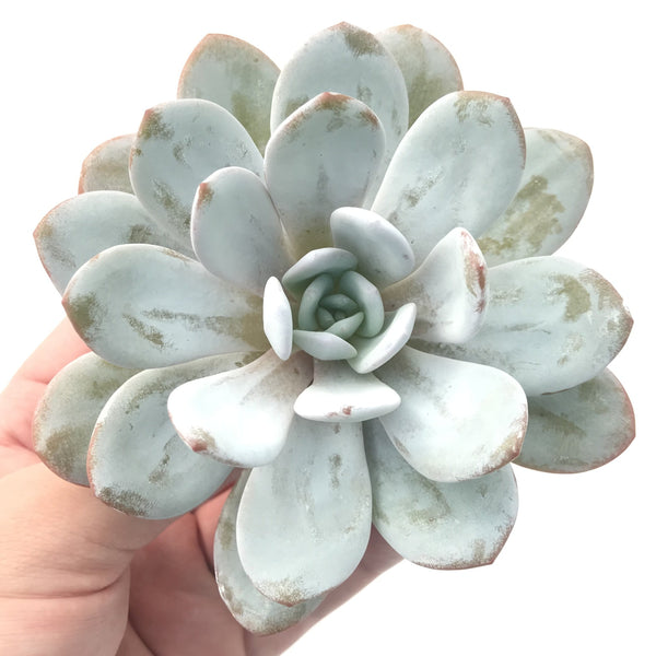 Echeveria 'Laui' 4" Succulent Plant