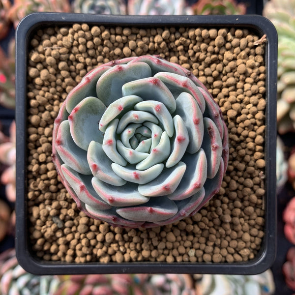 Echeveria 'Redmoon' 2"-3" Succulent Plant