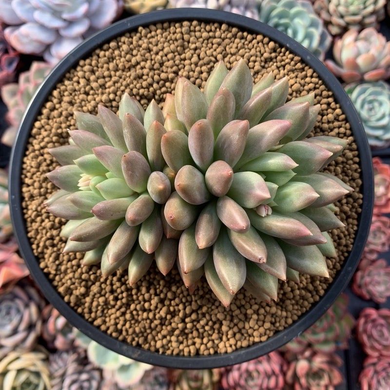 Pachyphytum 'Orange Light' 5" Succulent Plant