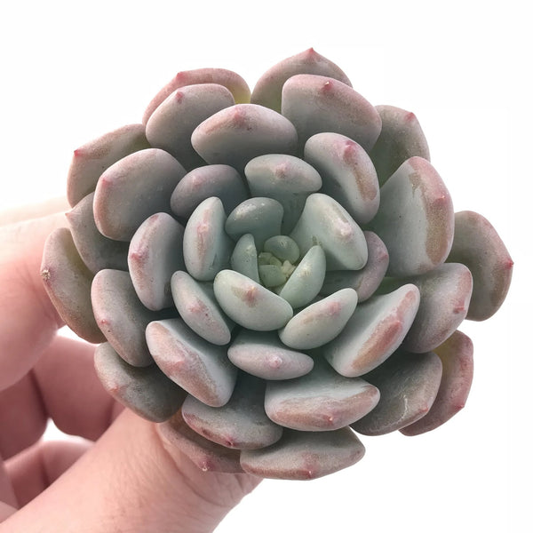 Echeveria Sp Small 2” Rare Succulent Plant