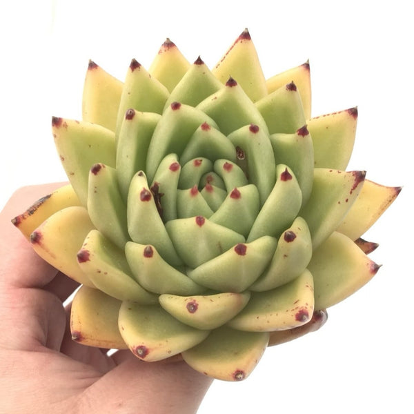 Echeveria Agavoides sp. 4”-5" Rare Succulent Plant