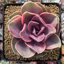 Echeveria 'Rainbow' Variegated 4" Succulent Plant