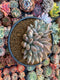 Pachyveria Venus Cluster 4” Succulent Plant