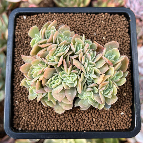 Echeveria 'Pastel' Crested 3" Succulent Plant