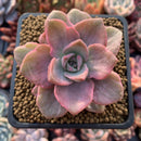 Graptoveria 'Mrs Richards' Variegated 3" Succulent Plant