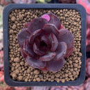 Echeveria 'Black Tan' 1" New Hybrid Succulent Plant