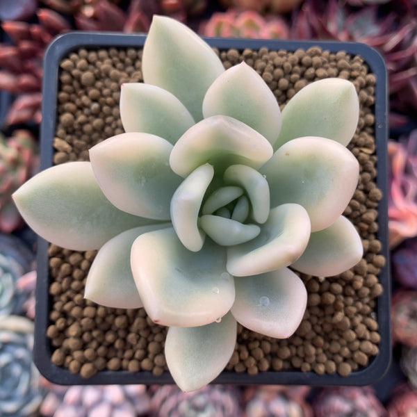 Graptoveria 'Opalina' Variegated 3" Succulent Plant