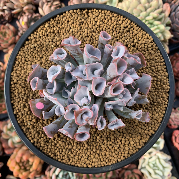 Echeveria 'Trumpet Pinky' 4" Succulent Plant