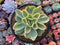 Echeveria 'Golden Glow' Variegated 5" Succulent Plant