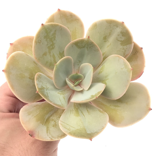 Echeveria 'Slimeball' 5" Succulent Plant