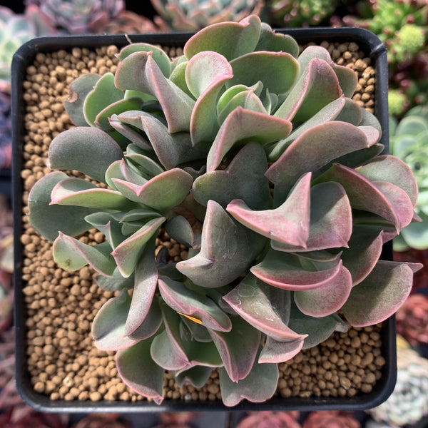 Echeveria 'Black Hawk' 4" Cluster Succulent Plant