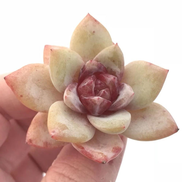 Echeveria German Champagne Seedling 1” Rare Succulent Plant