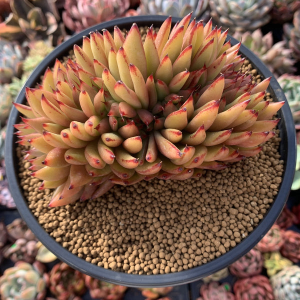 Echeveria Agavoides 'Elkhorn' Crested Cluster 5"-6" Succulent Plant