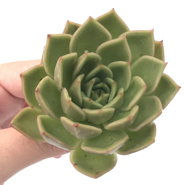 Echeveria Agavoides 'Walshire' 4” Rare Succulent Plant