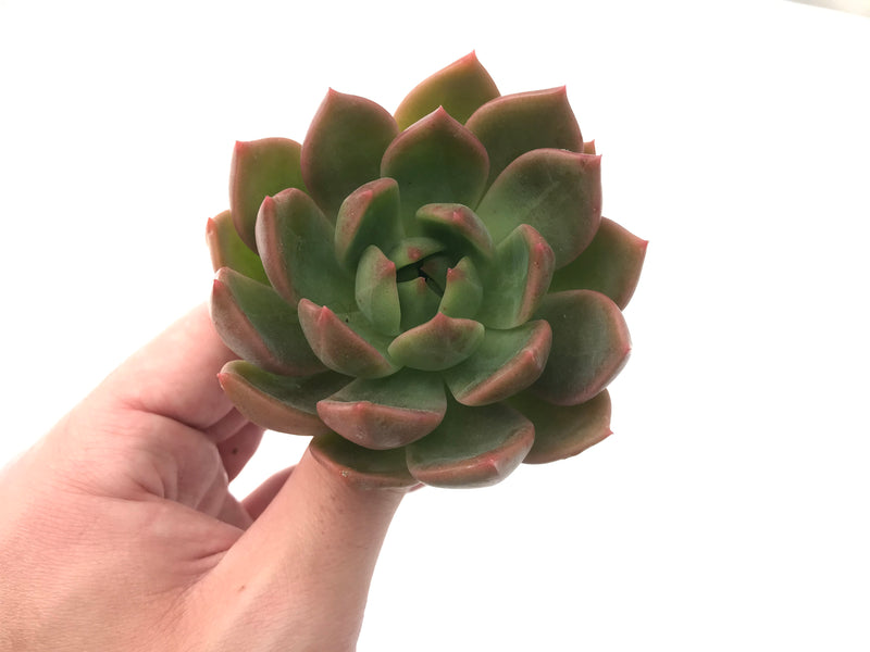 Echeveria Agavoides 'Chimera' 3" Succulent Plant