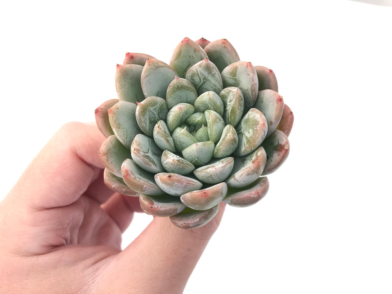 Echeveria 'Elsa' 2" Powdery Succulent Plant