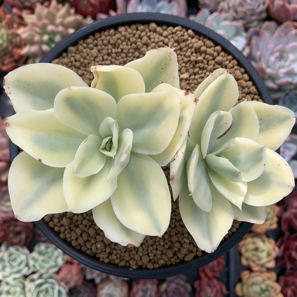 Echeveria 'Japan Moon River' Variegated 4" Succulent Plant