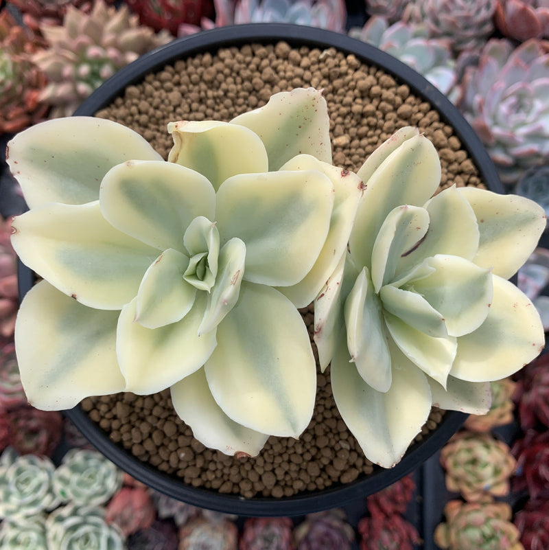 Echeveria 'Japan Moon River' Variegated 4" Succulent Plant