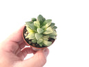 Haworthia 'Heidelbergensis' Variegated Cluster 3" Succulent Plant