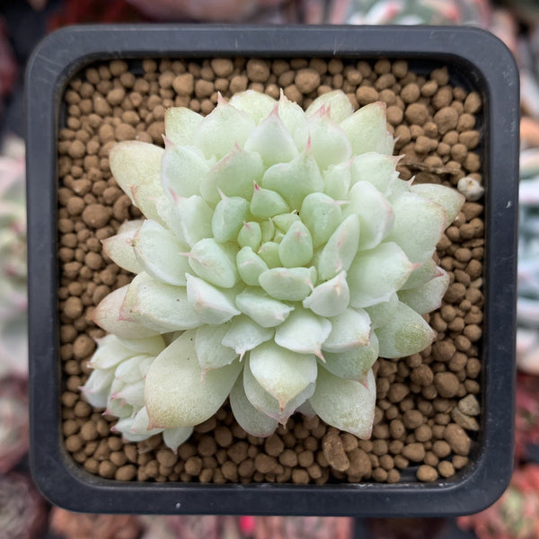 Echeveria 'California Queen' Variegated Mutated 1" Succulent Plant