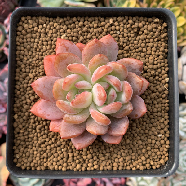 Echeveria 'Star Mark' Bifurcated 2"-3" Succulent Plant