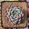 Echeveria 'Colby' 3" Succulent Plant