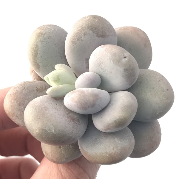 Pachyphytum 'Oviferum' sp. 2 " Large Succulent Plant