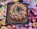 Echeveria Agavoides 'Timothy' 2"-3" Succulent Plant