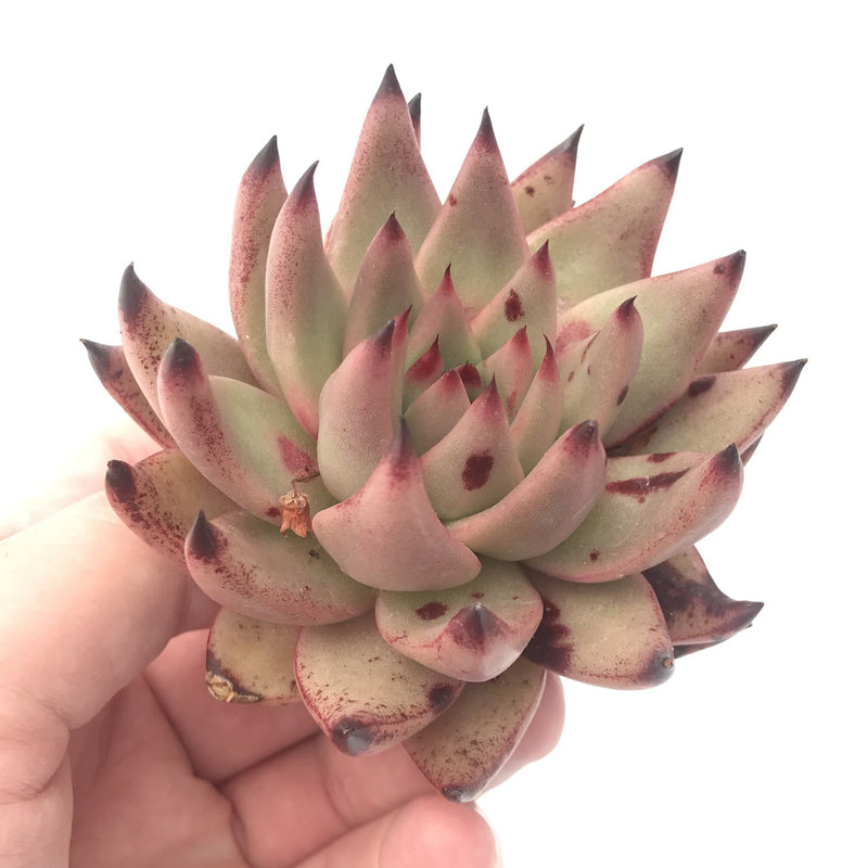 Echeveria Agavoides ‘Sirius’ 3" Rare Succulent Plant