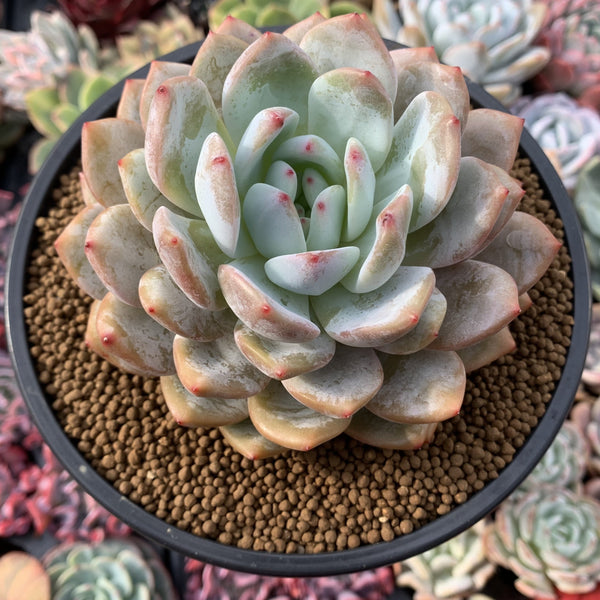 Echeveria 'Orange Monroe' 4” Powdery Succulent Plant