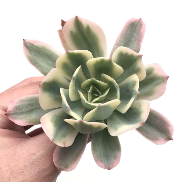 Echeveria 'Secunda' Variegated 4" Succulent Plant