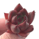 Echeveria Agavoides 'Giant Pink' Small 1" New Hybrid Succulent Plant