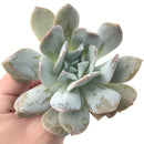 Echeveria 'Exotic' Laui x Topsy Turvery Hybrid 4" Powdery Succulent Plant