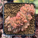 Echeveria Agavoides 'Gilva' Crested 2"-3" Succulent Plant