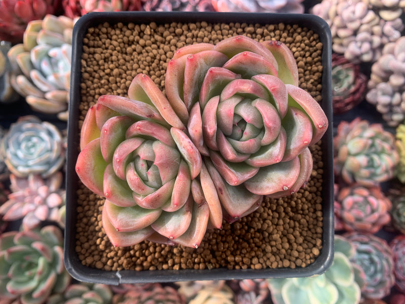 Echeveria Agavoides 'Snow Elian' 4" Succulent Plant