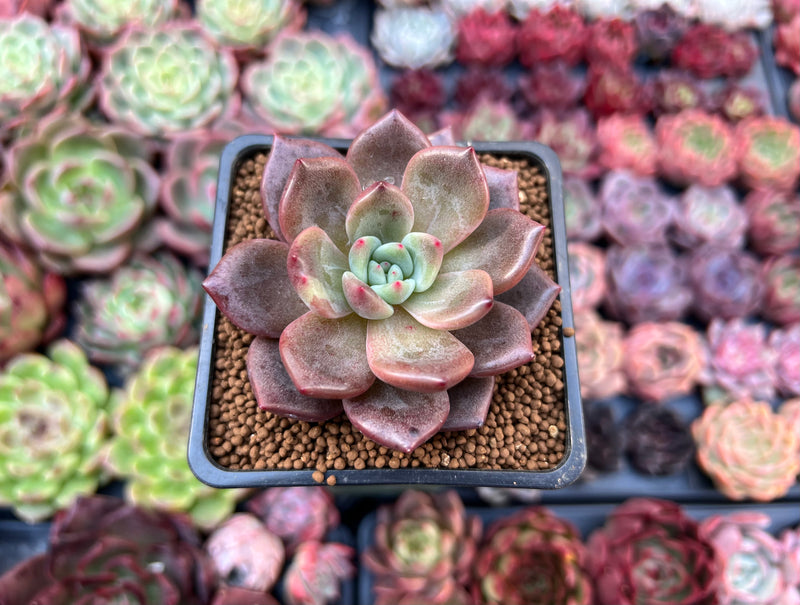 Echeveria 'Baekya' 2" Succulent Plant