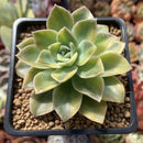 Graptoveria 'Harry Watson' Variegated 3" Succulent Plant