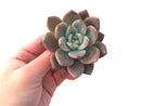 Echeveria 'Purple Champaign' 4 Succulent Plant