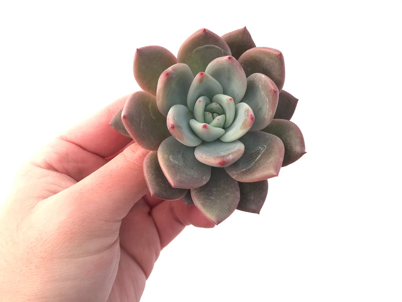 Echeveria 'Purple Champaign' 4 Succulent Plant