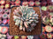 Echeveria 'Ariel' Crested 2"-3" Succulent Plant