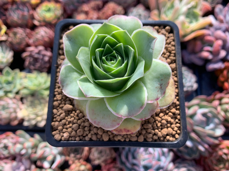 Greenovia Diplocycla Var. Gigantea 2" Succulent Plant