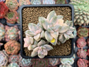 Graptoveria 'Titubans' Variegated 3" Cluster Succulent Plant