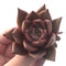 Echeveria Agavoides 'Red Ebony' 4" Succulent Plant