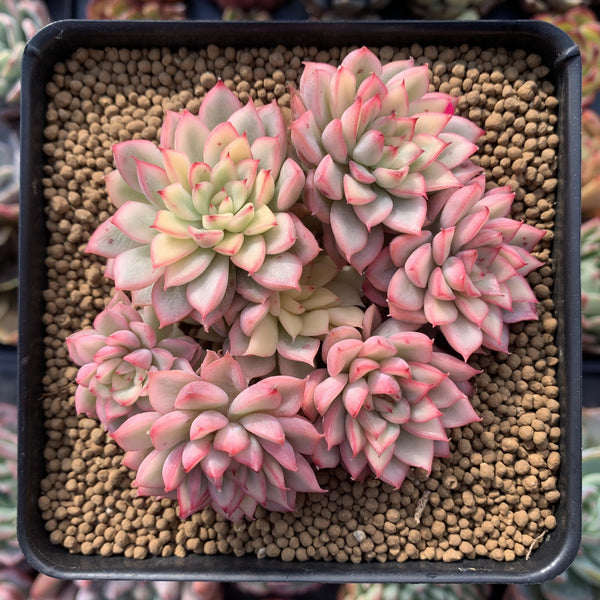 Echeveria 'Mebina' Variegated 4" Cluster Succulent Plant