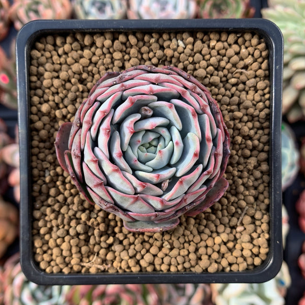 Echeveria 'C'est Si Bon' 2"-3" Succulent Plant