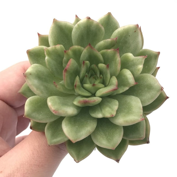 Echeveria Agavoides ‘Eve’ Variegated 3” Rare Succulent Plant