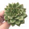 Echeveria Agavoides ‘Eve’ Variegated 3” Rare Succulent Plant