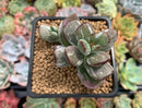 Cotyleydon Orbiculata Var. 'Hoppi' Variegated 2" Succulent Plant